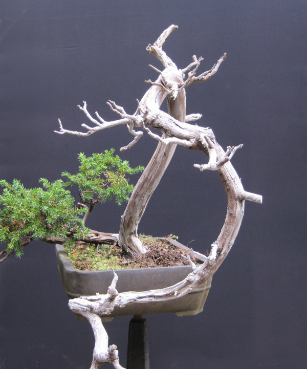 juniper bonsai
